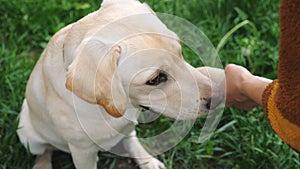 Labrador or golden retriever giving paw to human. Unrecognizable woman training and commanding his domestic pet