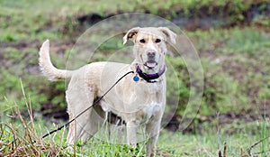 Labrador Golden Retriever mixed breed dog with rabies ID tag