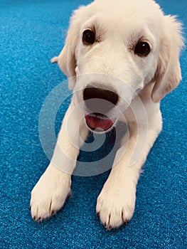 Labrador / Golden retriever puppy laying down