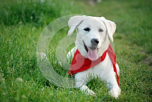 Labrador in Grass