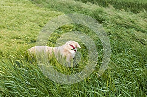 Labrador in Grass