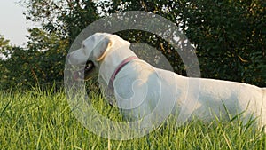 Labrador on green grass during sunset