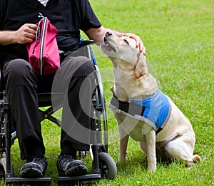 Labrador guide dog and his disabled owner