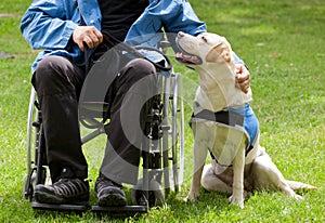 Labrador guide dog and his disabled owner