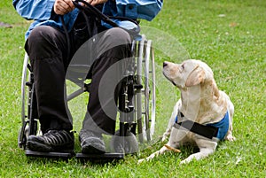 Labrador guide dog and his disabled owner