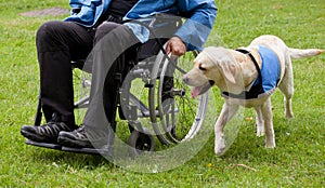 Labrador guide dog and his disabled owner