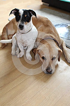 Labrador and Jack Russel friends