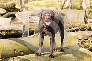 Labrador is jumping in a forest