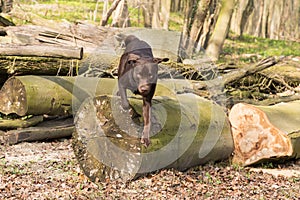Labrador is jumping in a forest