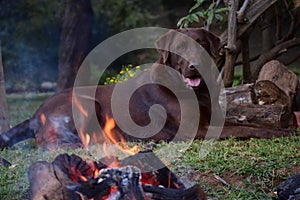 Labrador laying by the Fire