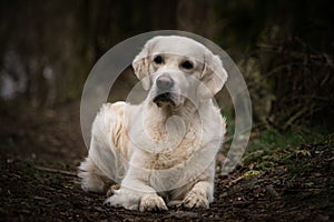 Labrador lies in forest on the road, mysterious atmosphere.