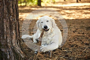 Labrador lies in the woods near the tree with a stick in his teeth.