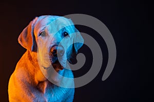 Labrador in the light of colored neon lamps. portrait on a black background. warm yellow light and blue on the dog