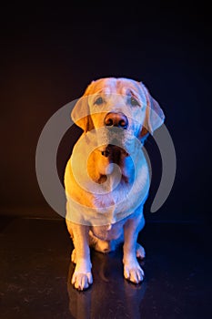 Labrador in the light of colored neon lamps. portrait on a black background. warm yellow light and blue on the dog