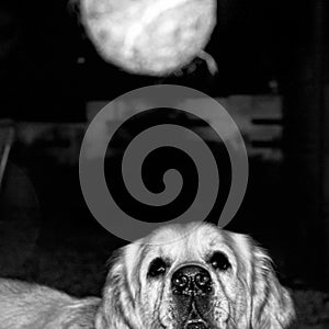 labrador looking at an incoming ball ready to take it in black and white.