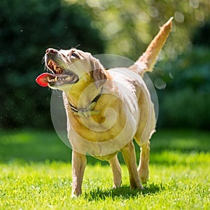 Labrador looking up to catch a ball stick or treat on a sunny day photo