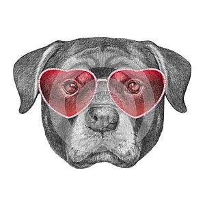 Labrador in Love! Portrait of Rottweiler with sunglasses.