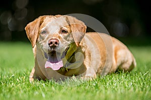 Labrador lying on grass looking at camera on a sunny day