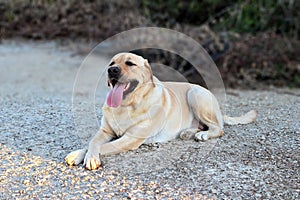 Labrador lying on the ground