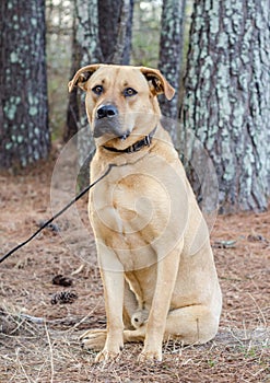 Labrador Mastiff mixed breed large dog