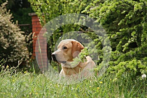 Labrador in the meadow