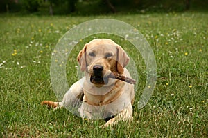 Labrador in the meadow