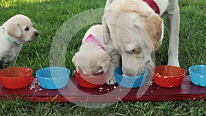 Labrador mother clean puppies bowls