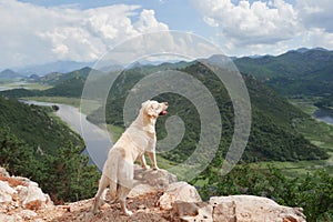 Labrador on a mountain trail overlooks a winding river, a symbol of adventure