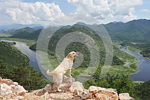 Labrador on a mountain trail overlooks a winding river, a symbol of adventure