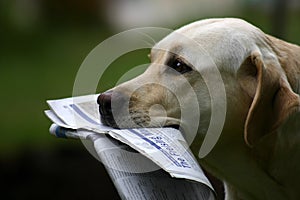 Labrador With News