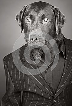 Labrador in Pinstripe Suit