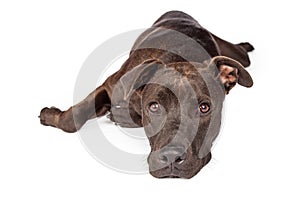 Labrador Pit Bull Dog Laying Over White