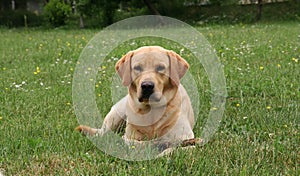 Labrador playing with wooden s