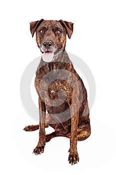 Labrador And Plott Hound Crossbreed photo