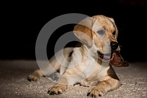 Labrador portrait