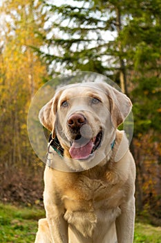 Labrador portrait near the forest