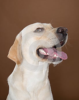 Labrador posing in a studio