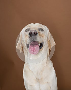 Labrador posing in a studio