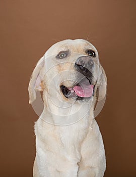Labrador posing in a studio