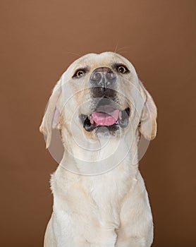 Labrador posing in a studio