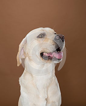 Labrador posing in a studio