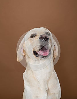 Labrador posing in a studio