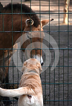 Labrador and Przewalski's horse meet at the zoo