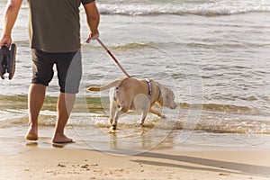 A labrador pulling its owner to the water while walking on the beach