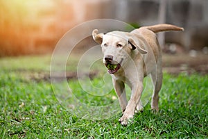 Labrador pup dog run with ball in mouth
