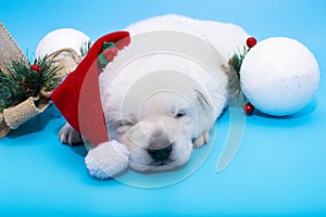 labrador puppie wit christmas red hat