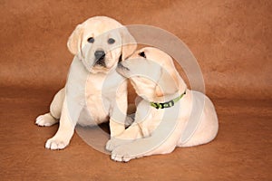 Labrador puppies