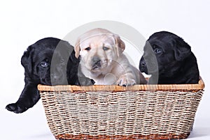 Labrador puppies