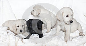 Labrador puppies