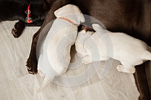 Labrador puppies breastfeeding on the floor of the house